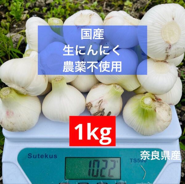数量限定 農薬不使用 国産 生にんにく 野菜 農家直送 新ニンニク