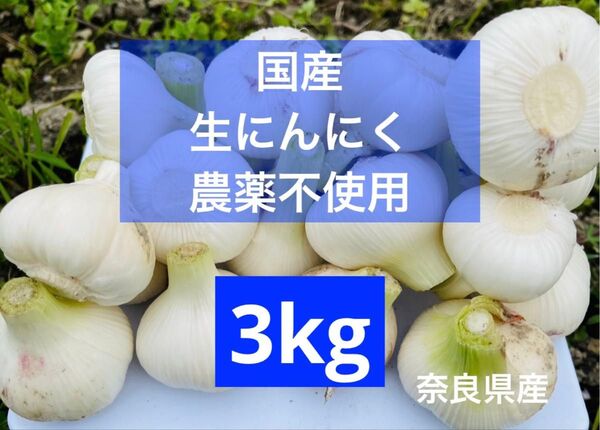 数量限定 農薬不使用 国産 生にんにく 野菜 農家直送 新ニンニク