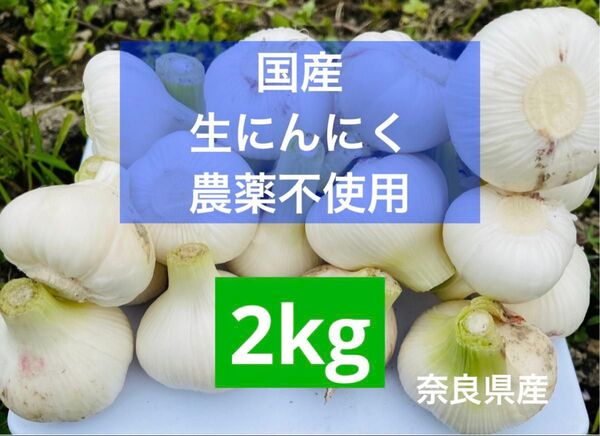 数量限定 農薬不使用 国産 生にんにく 野菜 農家直送