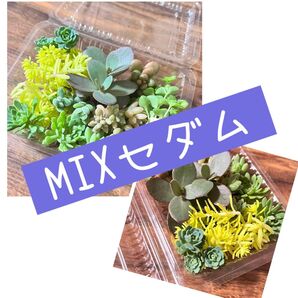 多肉植物 セダムまとめ売り ミックスセダム 寄せ植え グランドカバー 多肉弁当