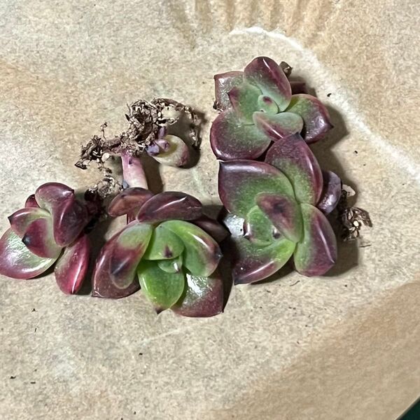 多肉植物 エケベリア プレンティローズ チビ苗 4つ 葉挿しっ子