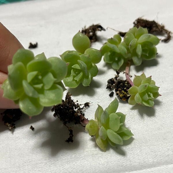 多肉植物 デレンベルギー エケベリア チビ苗 5つ 葉挿しっ子