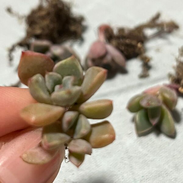 多肉植物 ピンクプリティ チビ苗 5つ 葉挿しっ子 エケベリア