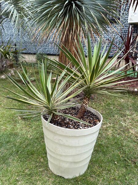アロイフォリア斑入り 寄せ植え 引き取り限定