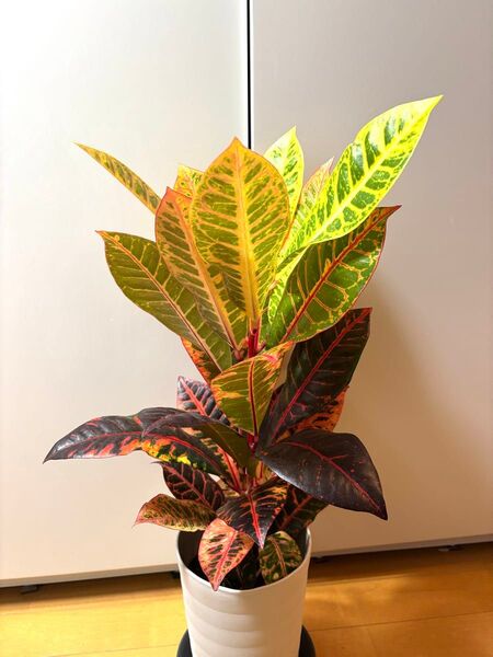 クロトン約60cm