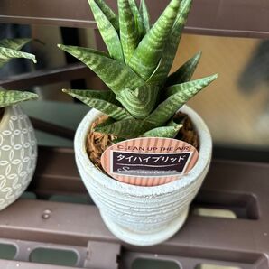 タイハイブリット サンスベリア 多肉植物