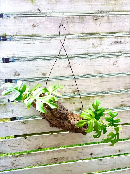 モンステラ吊り下げ式観葉植物一点物