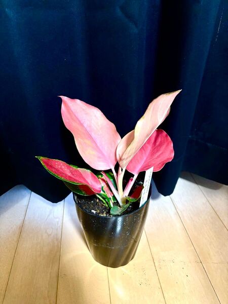 Aglaonema china red アグラオネマ チャイナレッド