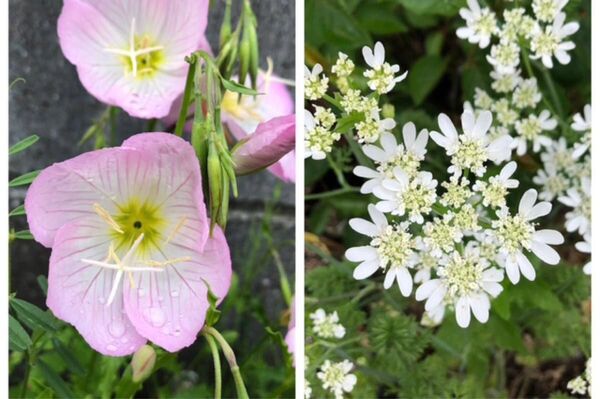 ホワイトガーデン・ピンクガーデン…【オルレア・昼咲き月見草】抜き苗を保湿して…ゆうパケットポストにて四国よりお届けします…