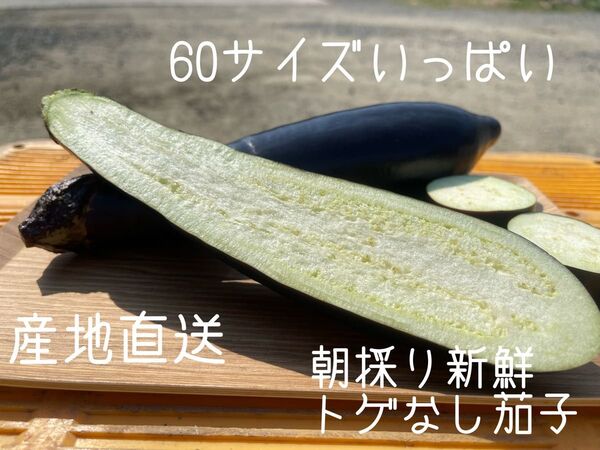 60サイズ 箱いっぱい 産地直送 農家直送 朝採り 新鮮野菜 野菜 茄子 ナス