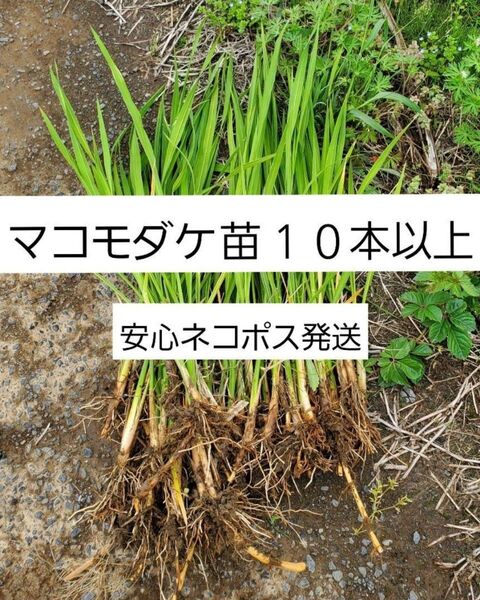 マコモダケ 苗 10本以上 安心ネコポス発送