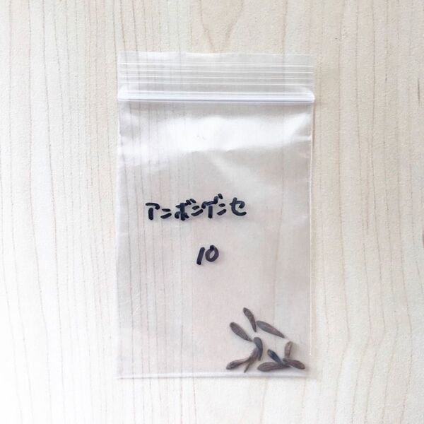 パキポディウム アンボンゲンセ 種 10粒