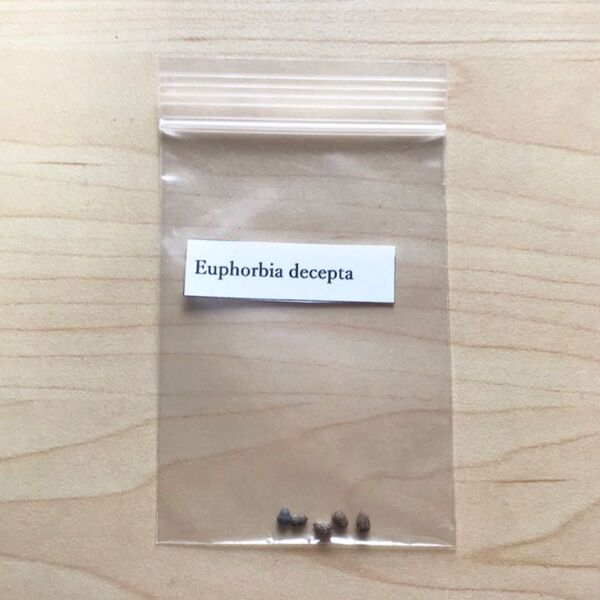 ユーフォルビア デセプタ Euphorbia decepta 種 5粒