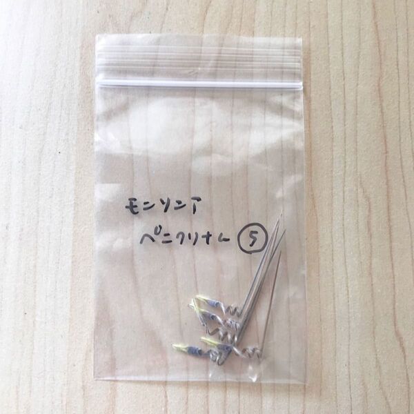 モンソニア ペニクリナム 種子5粒 monsonia peniculina サルコカウロン