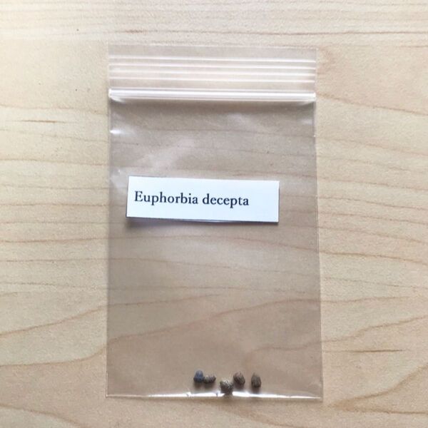 ユーフォルビア デセプタ Euphorbia decepta 種 5粒