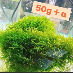 無農薬 国内産ウィローモス50g+α