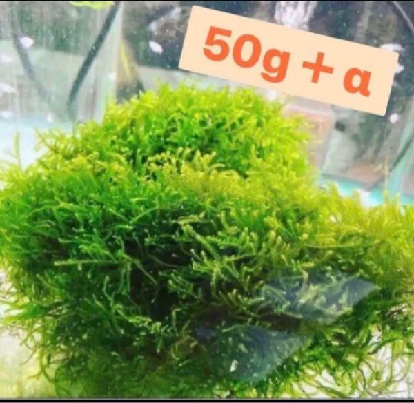 無農薬 国内産ウィローモス50g+α