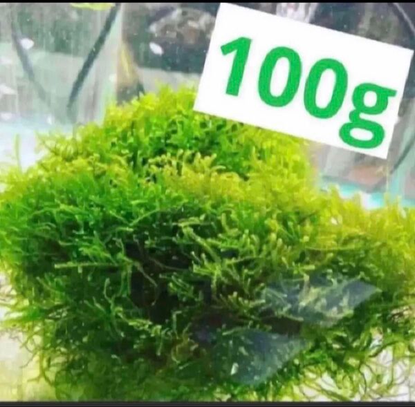 無農薬 国内産ウィローモス100g+α