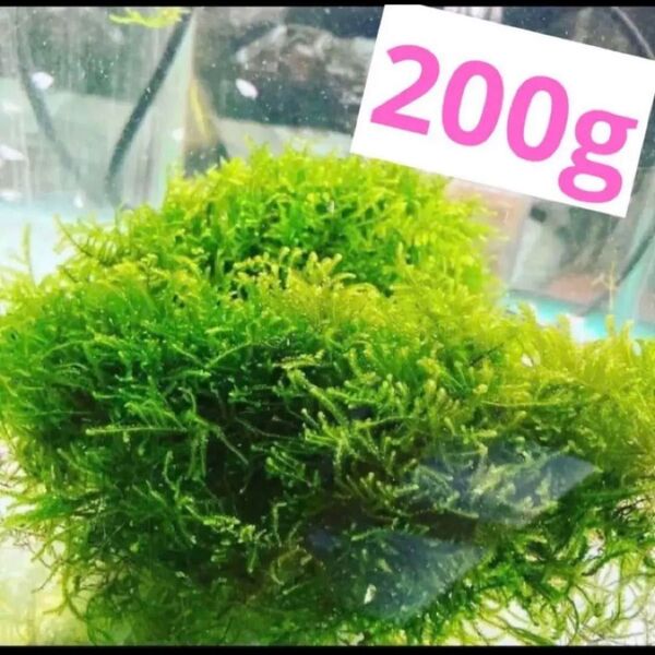 無農薬 国内産ウィローモス200g+α 水草 水中葉