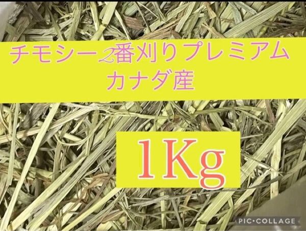 チモシー2番刈りプレミアム 1Kg カナダ産 牧草 うさぎ モルモット その他小動物 に