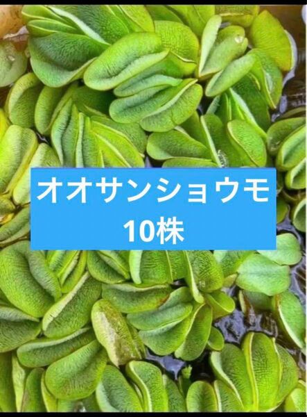 無農薬 オオサンショウモ 10株