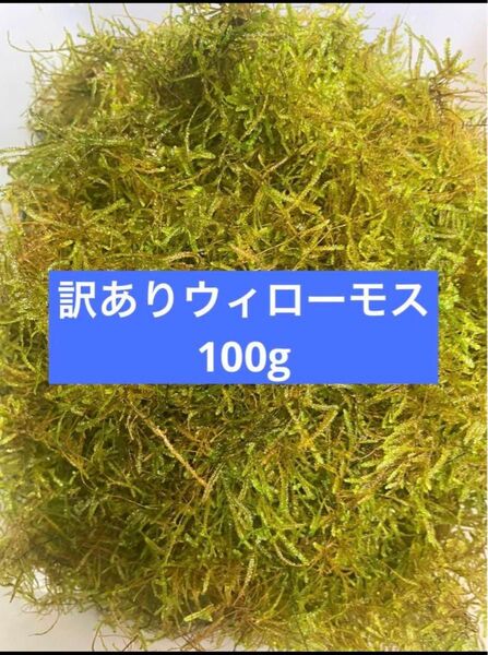 訳あり 無農薬 国産 ウィローモス 100g +α 水草 アクアリウム 餌