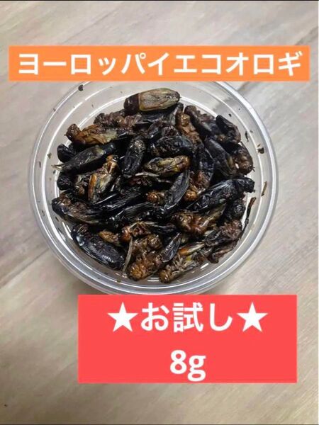 ヨーロッパイエコオロギ 約8g 爬虫類 両生類 乾燥コオロギ ドライコオロギ