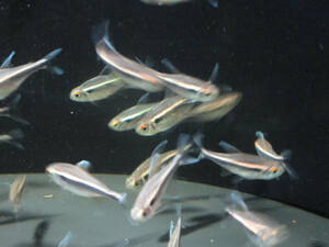  free shipping * black neon Tetra approximately 2cm rom and rear (before and after) 50 pcs set 