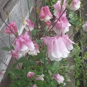 おだまきの種 5種類セット