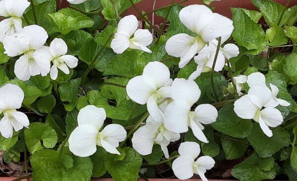白花すみれの苗 2株