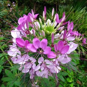 6種類 ピンク色の花の種セット