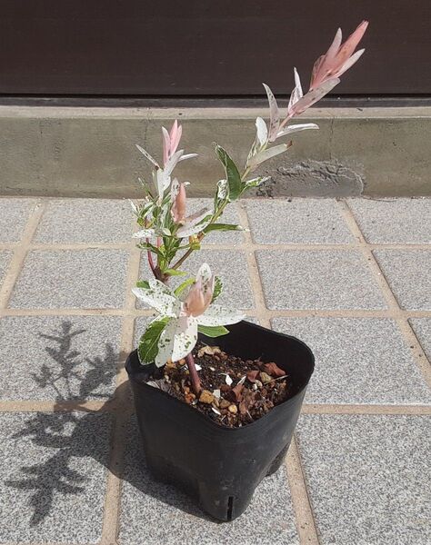 ハクロニシキ挿し木苗