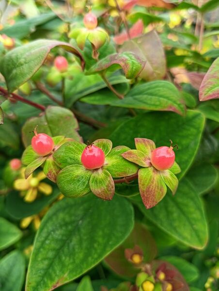 ヒペリカム 挿し木用の枝 5本