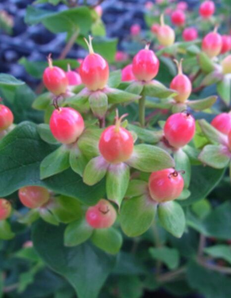 ヒペリカム 挿し木用の枝 5本