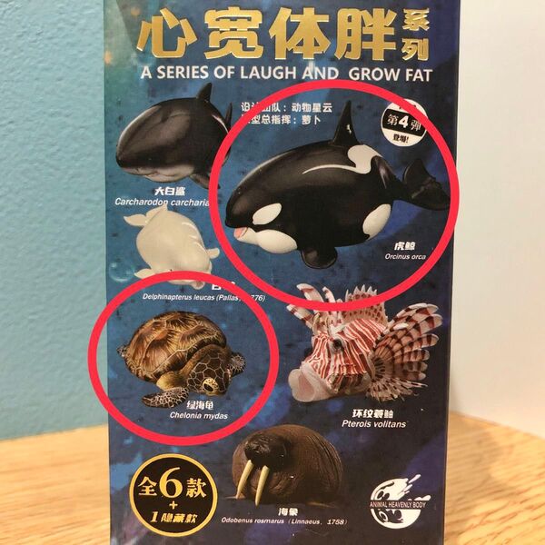 動物の惑星 海洋 2種セット アオウミガメ シャチ コレクショントイ フィギュア 動物惑星 動物星雲