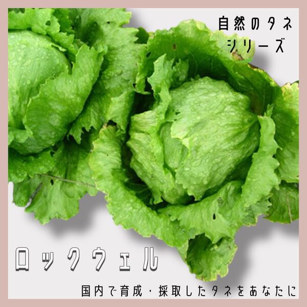 【国内育成・採取】 ロックウェル 家庭菜園 種 タネ レタス 野菜