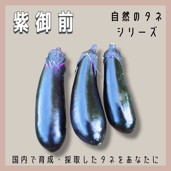 【国内育成・採取】 紫御前 家庭菜園 種 タネ 茄子 ナス 野菜