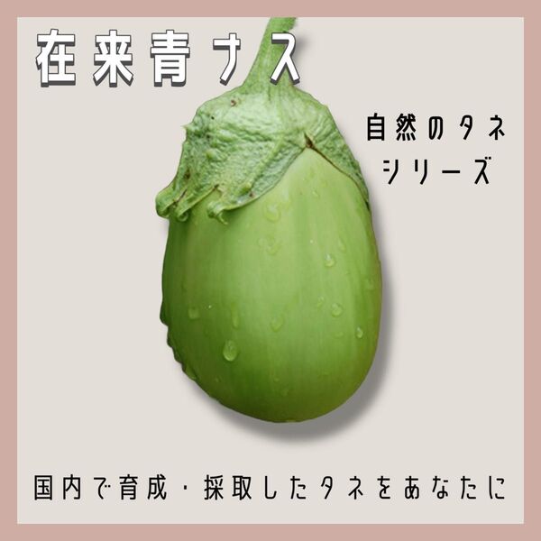 【国内育成・採取】 在来青ナス 家庭菜園 種 タネ 茄子 ナス 野菜