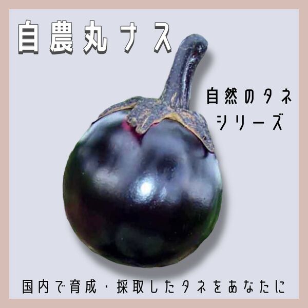 【国内育成・採取】 自農丸ナス 家庭菜園 種 タネ 茄子 ナス 野菜
