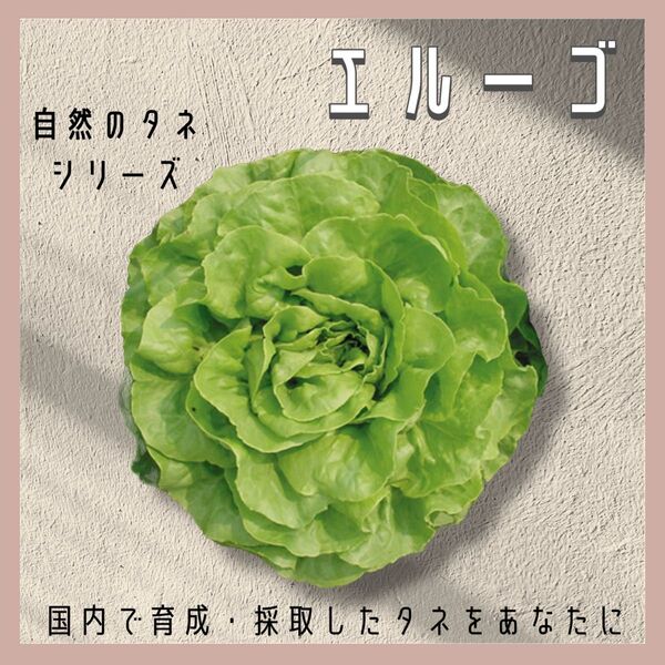 【国内育成・採取】 エルーゴ 家庭菜園 種 タネ レタス 野菜