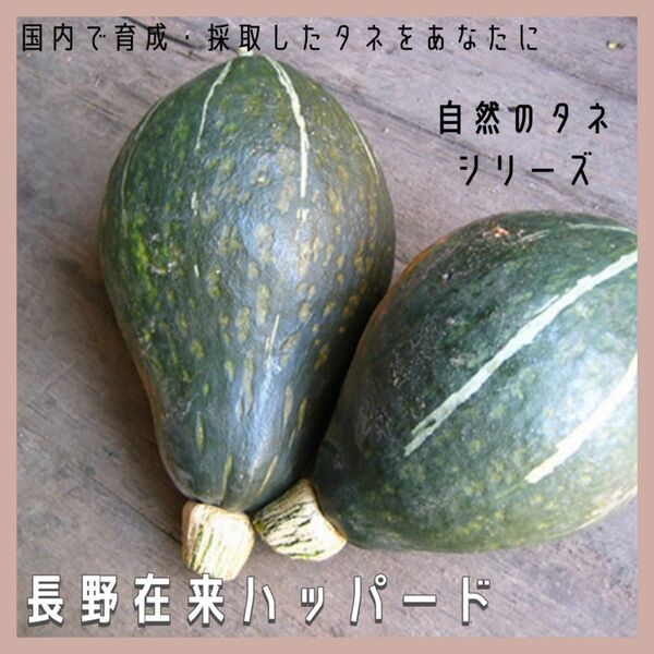 【国内育成・採取】 長野在来ハッパード 家庭菜園 種 タネ カボチャ 南瓜 野菜