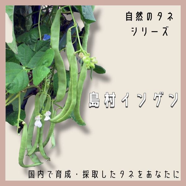 【国内育成・採取】 島村インゲン 家庭菜園 種 タネ インゲン 野菜