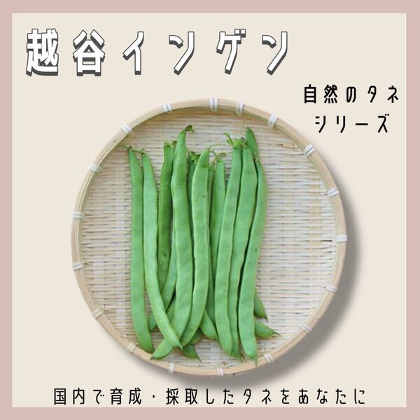 【国内育成・採取】 越谷インゲン 家庭菜園 種 タネ インゲン 野菜