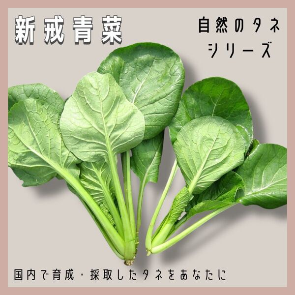 【国内育成・採取】新戒青菜(しんかいあおな) 家庭菜園 種 野菜 小松菜