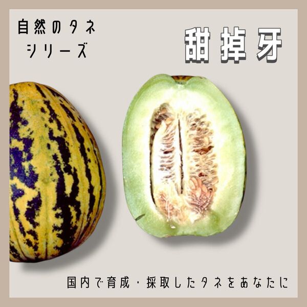 【国内育成・採取】甜掉牙(てんちょうは) 家庭菜園 種 瓜 野菜 果物 フルーツ