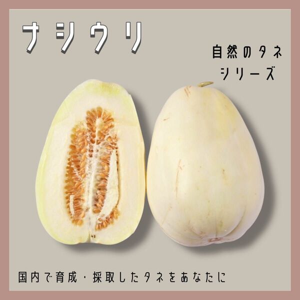 【国内育成・採取】 ナシウリ(自農系) 家庭菜園 種 瓜 野菜 果物 フルーツ