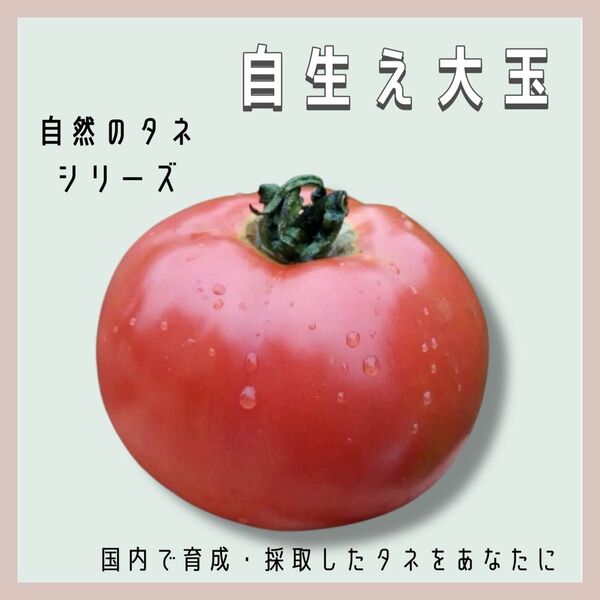 【国内育成・採取】 自生え大玉 家庭菜園 種 タネ トマト