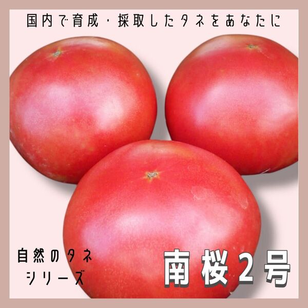 【国内育成・採取】 南桜2号 家庭菜園 種 タネ トマト 野菜