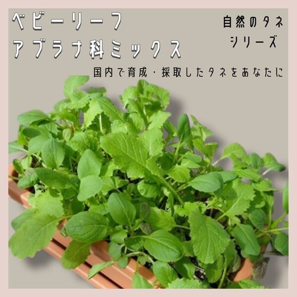 【国内育成・採取】 ベビーリーフ アブラナ科ミックス 家庭菜園 種 タネ レタス