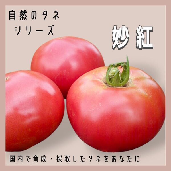 【国内育成・採取】 妙紅 家庭菜園 種 タネ トマト 野菜
